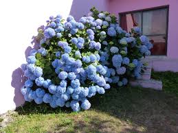 Image result for Hydrangeaceae