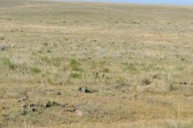 Compare dutch grasland (grassland), faroese graslendi (grassland), icelandic graslendi (grassland). Steppe Grassland University Of Puget Sound