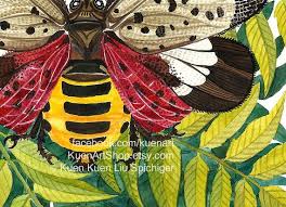 Image result for Scleria delicatula