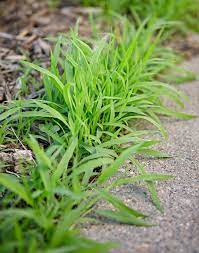 For example, spraying crabgrass killer at the wrong time can kill your grass seeds. Weed Identification Guide Better Homes Gardens