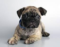 7/8 french bulldog puppy for sale sydney 'murphy' breed: 35 French Bulldog Pug Frug Ideas In 2021 French Bulldog Bulldog Pugs