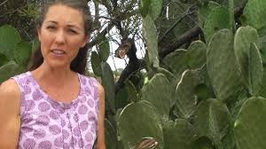 Some have large, rounded spines while. How To Harvest And Clean Prickly Pear Pads Youtube