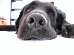 Golden retriever welpe golden retriever welpe sehr verspielt sucht ein neues zu hause der kleine ist gechipt hündin abgabebereit mischling (kangal golden retriever anatolische hirten hund ). Labrador Golden Retriever Mischling Foto Bild Tiere Haustiere Hunde Bilder Auf Fotocommunity