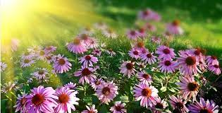 We did not find results for: Obituary Of Nancy Vertucci Funeral Homes Cremation Services T