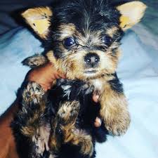 No matter where you're going, bringfido can help you find a pet friendly hotel for the trip. Doll Face Teacup Yorkies From Jeff S Yorkies Cute Puppies Yorkie Pets