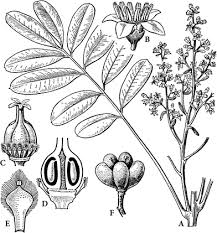 Image result for Simaroubaceae