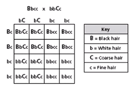 What Is The Probability That A Hamster Will Have Black Fine Hair Fine Hair Punnett Squares Quiz