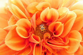 We did not find results for: Significado Del Color Naranja Psicologia Del Color Naranja Cromoterapia