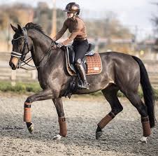 Weitere ideen zu vielseitigkeitsreiten, reiten, springreiten. Equito Horses Cute Horses English Horseback Riding