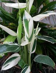 Image result for Maranta arundinacea