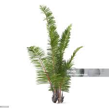 Image result for Raphia farinifera