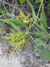 Image result for Salvadora australis