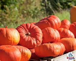 Image result for Cucurbita maxima