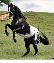 Find More Information On Horse Farms Near Me Click The Link To Read More Do Not Miss Our Web Pages Horses Horse Breeds Appaloosa Horses