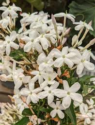 They can also be steeped in hot water to make a delicious tea. Jasminum Polyanthum Jasmine Guide Our House Plants