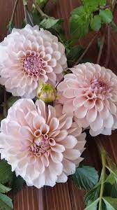 Listen to alternative cafe mix now. Sweet Nathalie Dahlia A Great Alternative To Cafe Au Last Beautiful Flowers Flower Farm Pretty Flowers