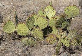 There are about 1,400 species of cacti in the world. Flowering Cactus In The Southwest Desert Casitas De Gila Nature Blog