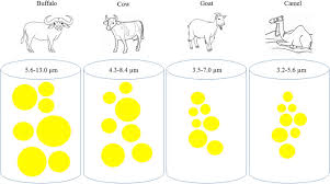 Camel milk has supported bedouin, nomad and pastoral cultures since the domestication of camels millennia ago. Biomolecular Content Of Camel Milk A Traditional Superfood Towards Future Healthcare Industry Sciencedirect