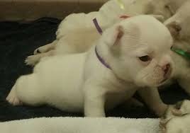 It has also the tendency to become stubborn. Frenchton Puppies Orlando Fl Images Wild Fields Pets