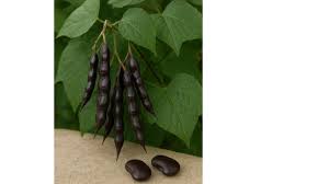 Image result for Physostigma