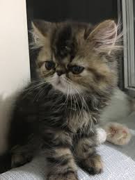 Exoticshorthair Persiancat Irankedisi Exoticlonghair Kediyavrulari Kediyavrusu Persiancats Persian Kedi Garfield Irankedileri Babycat Exoticshorthairpoint