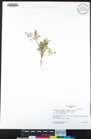 Image result for Brachythrix glomerata