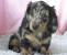 Mini Longhaired Dachshund Full Grown