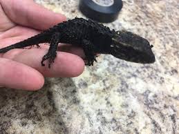 Check spelling or type a new query. Red Eye Croc Skinks And Blue Tongue Skinks For Sale In Miami Fl 5miles Buy And Sell