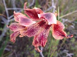Image result for Gladiolus ecklonii