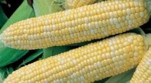 Amazon.com: Dirt Goddess Super Seeds ~ Bulk Sweet Corn Seeds (1 LB) 3,000  Seeds ~Golden Bantam : Patio, Lawn & Garden