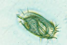 Image result for Styppeiochloa