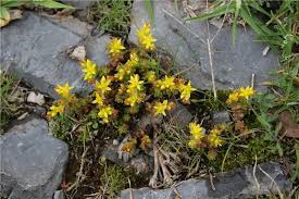 Image result for Sedum ruwenzoriense