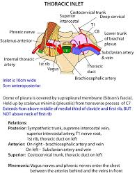 Apical 'herniation' of the lung is an unusual protrusion of the lung and its pleural coverings through the superior aperture of the thorax. Instant Anatomy Thorax Areas Organs Thoracic Inlet Relations
