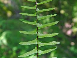 Image result for Asplenium africanum