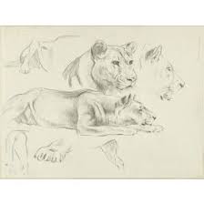 Skin anatomy is often more complex than people think. Wilhelm Lorenz Study Of Lion And Lioness Buy Modern Artworks Online On Wallector Com Wallector Com