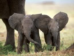 Art On Acrylic African Elephant Babies With Large Ears Masai Mara Kenya By Anup Shah 24x18in Elephant Pictures Baby Elephant Elephant