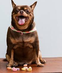Image result for chihuahua big obesity