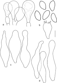 Image result for Bolbitius sp.