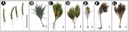 Image result for Salicornia pachystachya