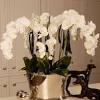 Real touch tropical wedding flowers include calla lilies, phalaenopis orchids, cymbidium orchids, vanda orchids, dendrobium orchids, bird of paradise, plumeria (or frangipanis), daylilies, tigerlilies to name a few. 1