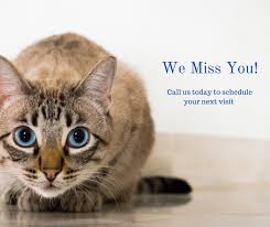 We do this by building relationships with their owners through respect, clear communication and integrity. Advanced Animal Care Of Colorado And D O G T A L E S Activity Center Inicio Facebook
