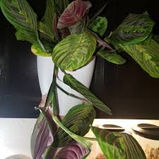 Leaves grow in clumps, each extending about five inches long. Maranta Leuconeura Var Erythroneura Red Maranta Prayer Plant In Gardentags Plant Encyclopedia