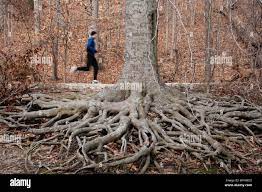 Beech Tree Roots High Resolution Stock Photography And Images Alamy