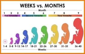 Official Weeks To Months Chart Babycenter