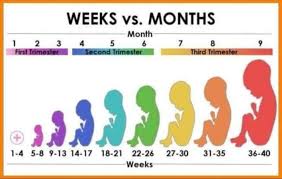 official weeks to months chart babycenter