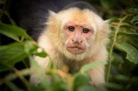 Refugio de Vida Silvestre Caño Negro » Blue Pass Hub