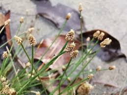 Image result for Eleocharis geniculata