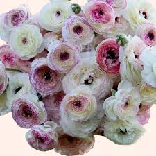 Image result for Ranunculus stagnalis