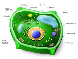 Ribosomes are a type of organelle. Plant Cell Parts Biology Wise