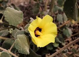 Image result for Hibiscus panduriformis